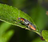 Cantharidae - Cantharis fusca - soldier beetles